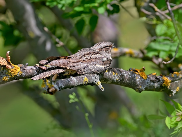 Gewone nachtzwaluw dutten op een droge tak in de middaghitte. Close-upfoto van een ongewone vogel met een exotisch uiterlijk