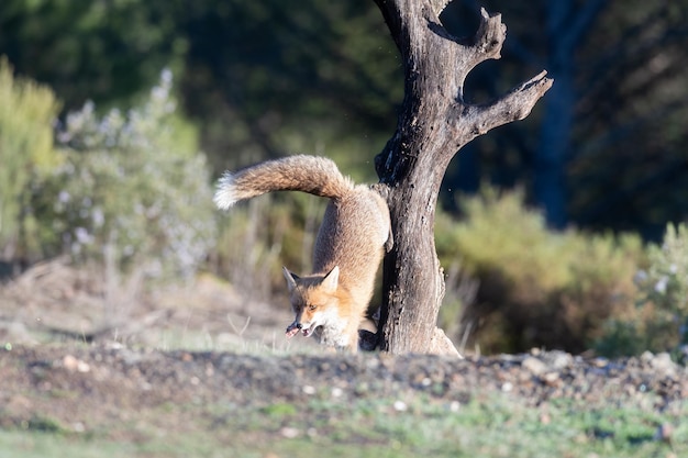 Gewone of rode vos Vulpes vulpes in het Spaanse grasland