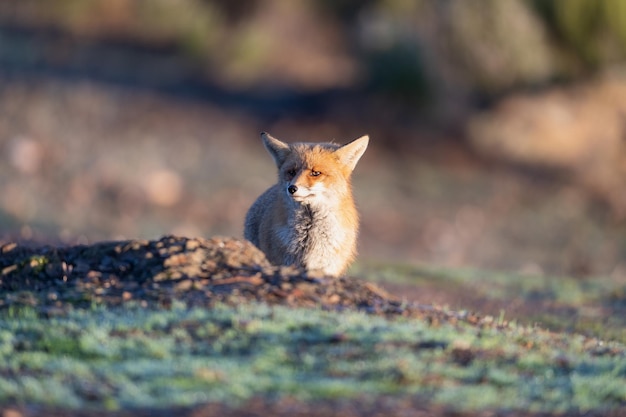 Gewone of rode vos Vulpes vulpes portret