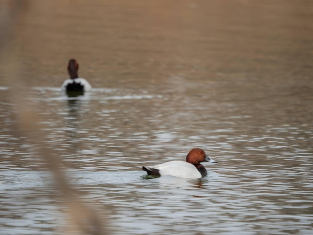 Gewone pochards op het water