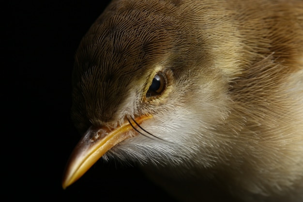 Gewone Prinia-vogel geïsoleerd