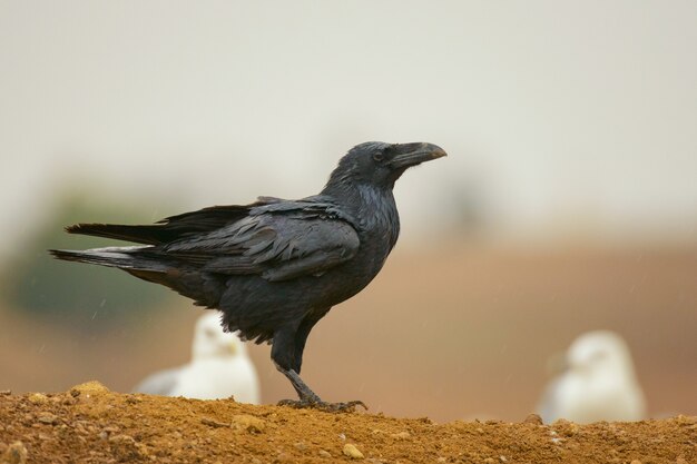 Gewone raaf (corvus corax). kraai