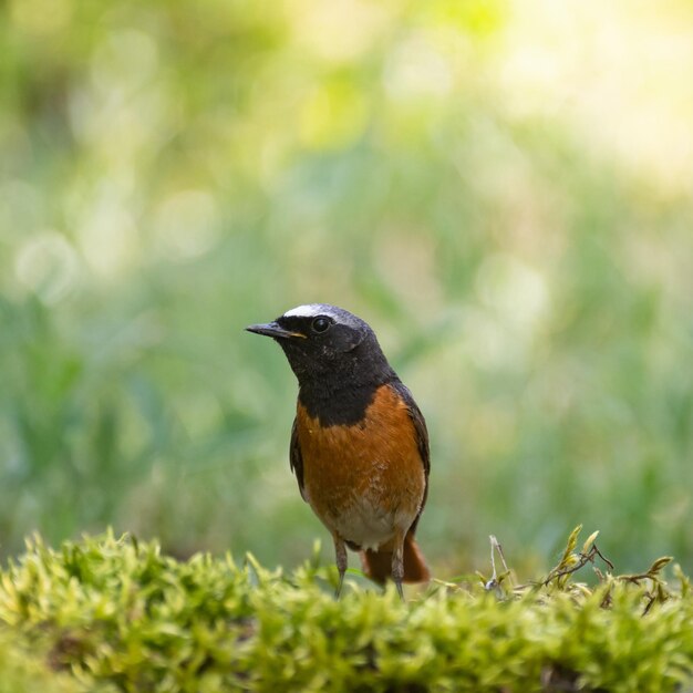 Foto gewone roodstaart phoenicurus phoenicurus is een zangvogel