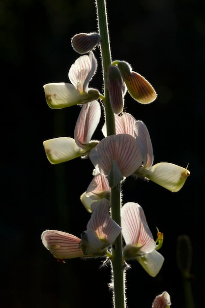 Gewone Sainfoin Onobrychis viccifolia Sainfoin-bloemen