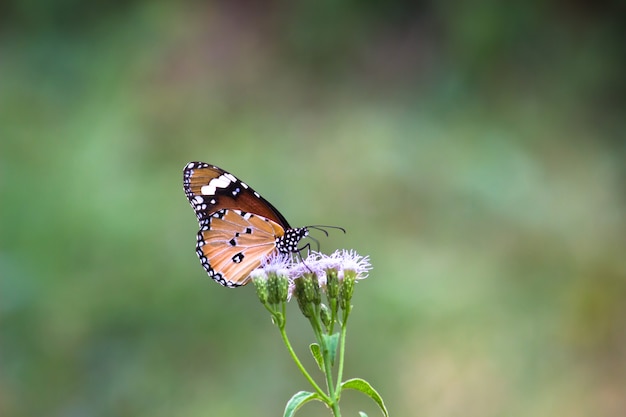 Gewone tijger danaus chrysippus vlinder bezoekt bloemen in de natuur tijdens de lente