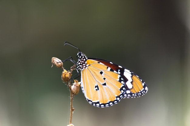 Gewone tijger Danaus chrysippus vlinder bezoekt bloemen in de natuur tijdens de lente