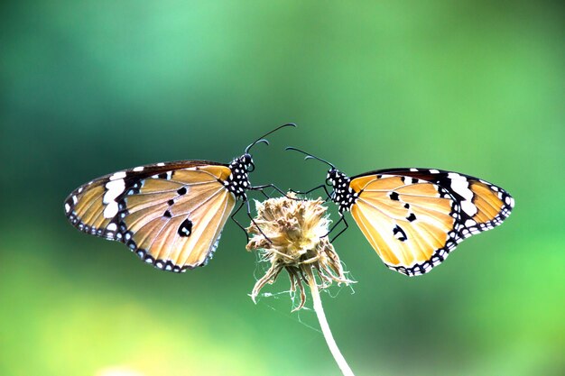 Gewone tijger Danaus chrysippus vlinder die bloem in de openbare tuin bezoekt en zichzelf voedt