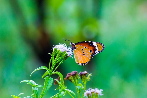 Gewone tijger Danaus chrysippus vlinder die in de lente bloemen in de natuur bezoekt