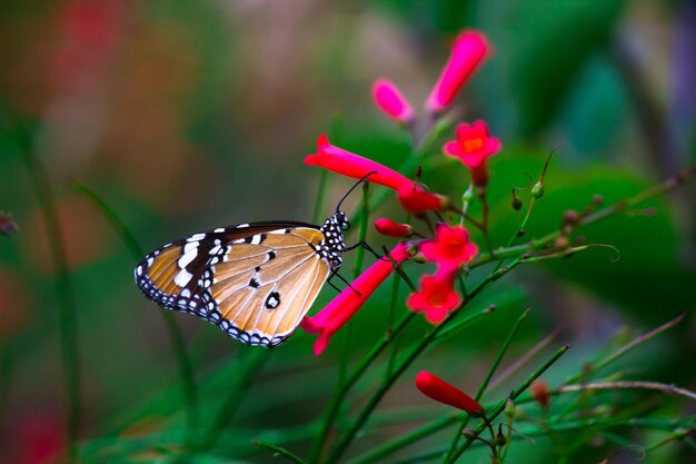 Gewone tijger Danaus chrysippus vlinder die in de lente bloemen in de natuur bezoekt