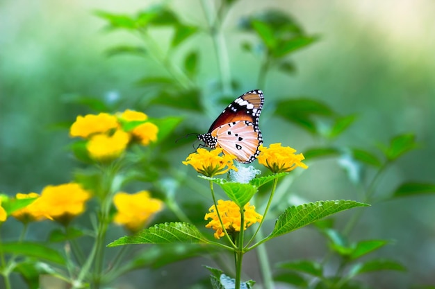 Gewone tijger Danaus chrysippus vlinder die in de lente bloemen in de natuur bezoekt