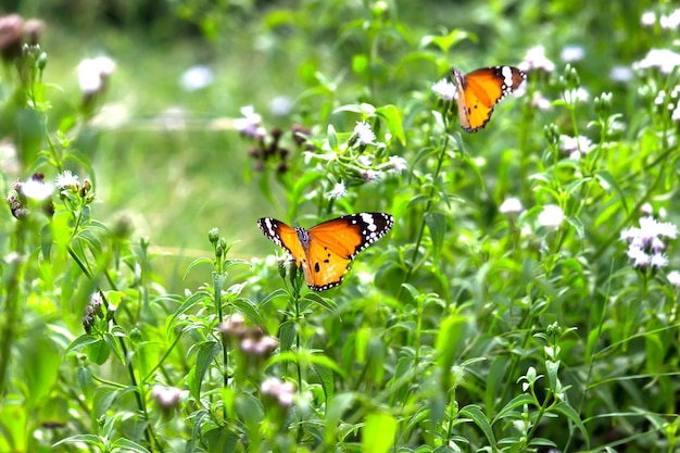 Gewone tijger Danaus chrysippus vlinder die nectar drinkt van bloemplanten in zijn natuurlijke habitat