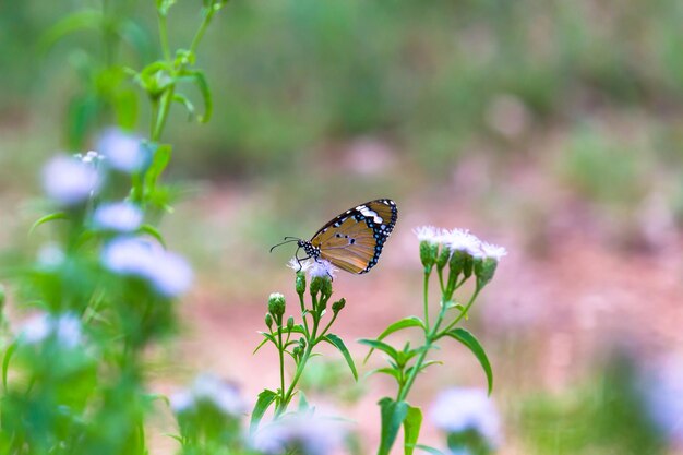 Gewone tijger Danaus chrysippus vlinder die nectar drinkt van bloemplanten in zijn natuurlijke habitat