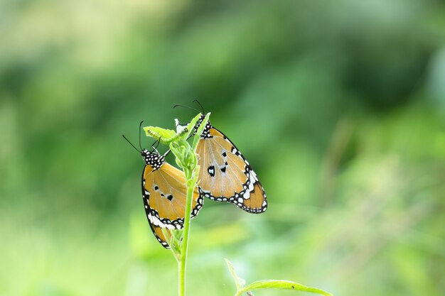 Gewone tijger Danaus chrysippus vlinder die nectar drinkt van de bloemplanten in natuurlijke habitat