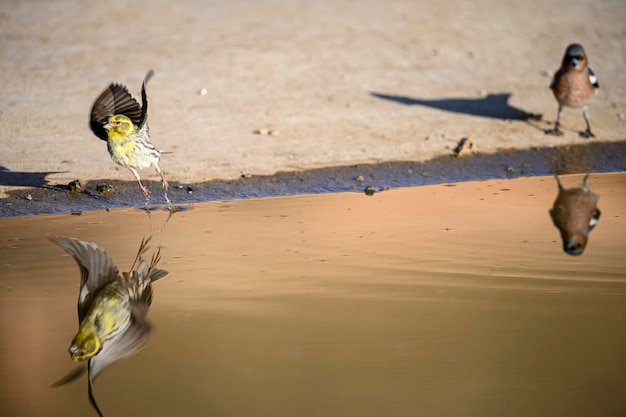 Gewone vink of Fringilla coelebs Kleine zangvogel