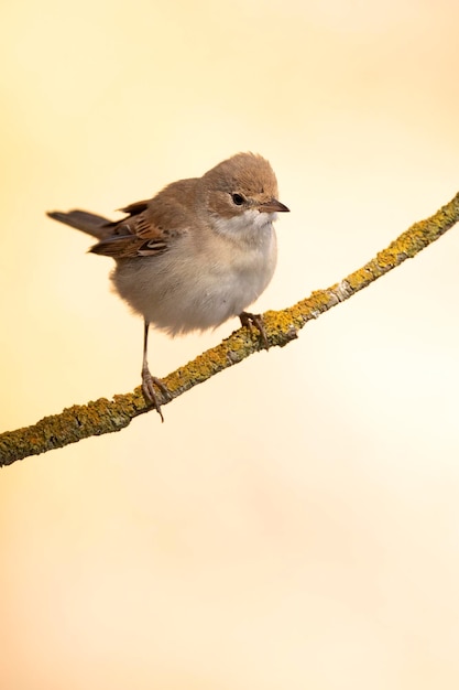 Gewone whitethroat op een tak van een meidoornstruik op zijn grondgebied met het eerste ochtendgloren