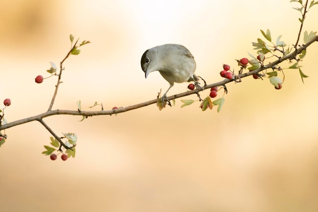 Gewone witkeelmannetje op een baars in een mediterraan bos bij het eerste licht van een herfstdag