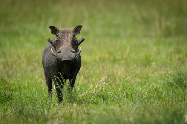 Foto gewone wratzwijn staat in het gras en kijkt naar de camera