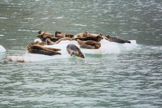 Gewone zeehond in Alaska, VS