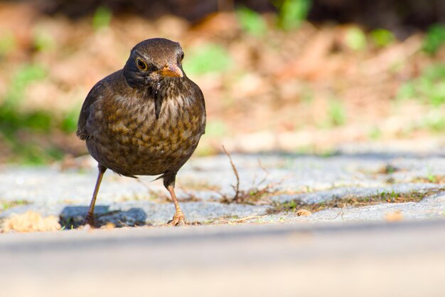 gewone zwarte vogel op een zonnige dag close-up