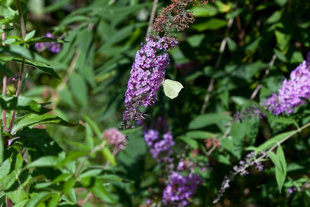 Gewone zwavelvlinder op de bloem van een vlinderstruik