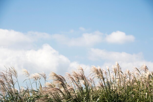 Foto gewoon riet, droog riet, blauwe lucht