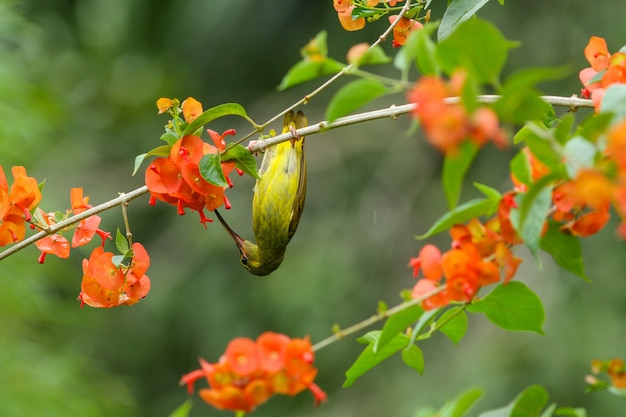 Gewoon sunbird (anthreptes simplex) met de bloem in de natuur