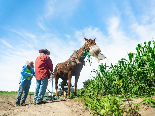 Foto gewortelde tradities boer en trouw paard in het korenveld