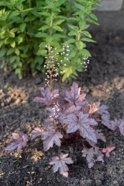 Geyhera maroon silver with beautiful openwork leaves blooms with white flowers