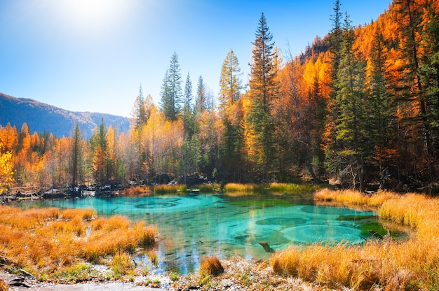 Озеро гейзера с бирюзовой водой в республике Алтай, Сибири, России. Известное туристическое направление в горах Алтая. Осенний лес и голубое небо, красивый пейзаж.