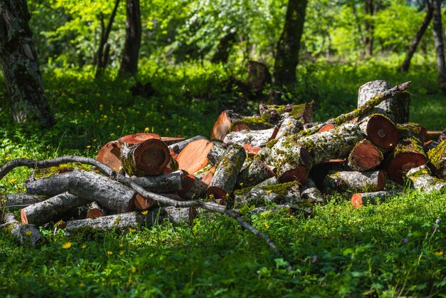 Gezaagde stamboom in bos, brandhout