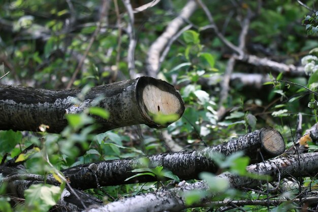 Gezaagde takken groene natuur