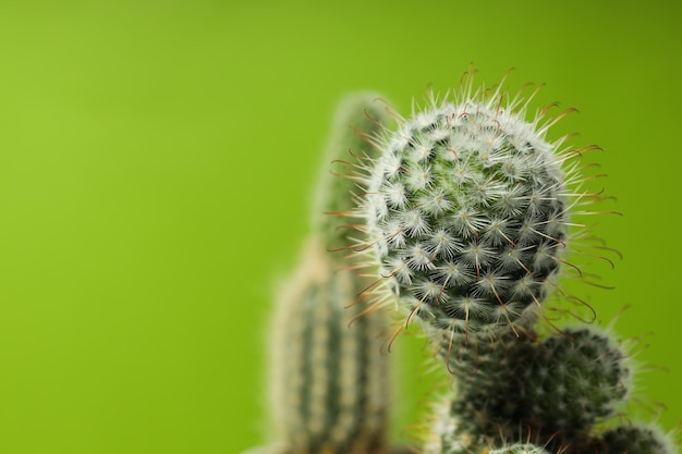 Gezellig hobbykweekhuis of kamerplanten cactus