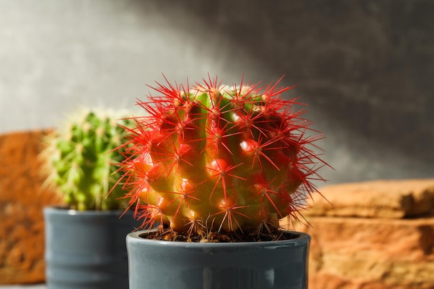 Gezellig hobbykweekhuis of kamerplanten cactus