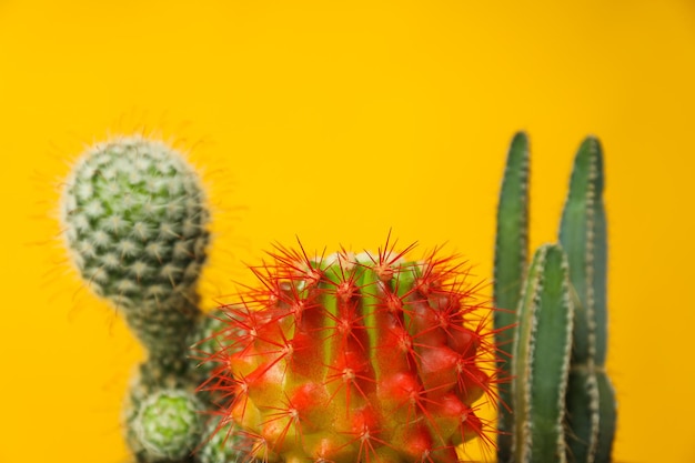 Gezellig hobbykweekhuis of kamerplanten cactus