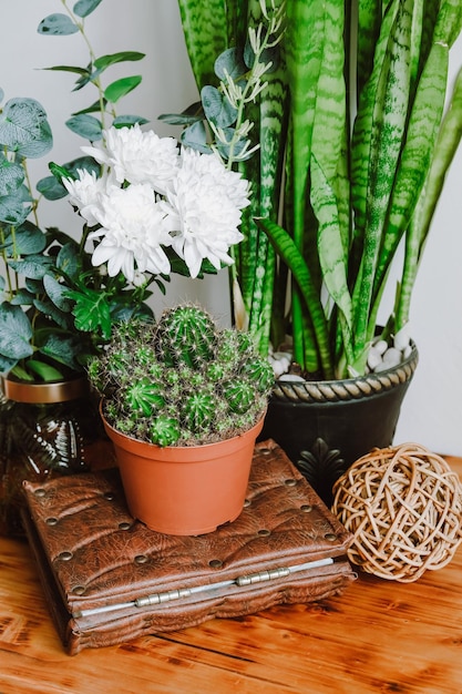 Gezellig modern interieur met veel planten