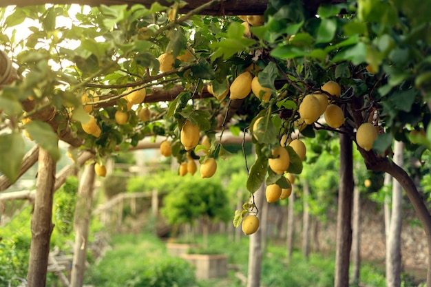 Gezellige schaduwrijke tuin met citroenen in het dorpje Ravelo in Zuid-Italië