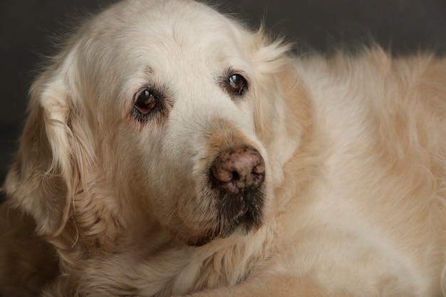 gezicht hond op grijze muur