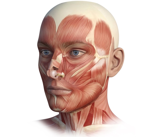 Gezicht hoofd anatomie digitale afbeelding