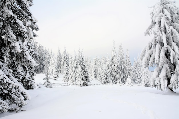 Gezicht op een groep dennenbomen bedekt met sneeuw in een veld in de winter