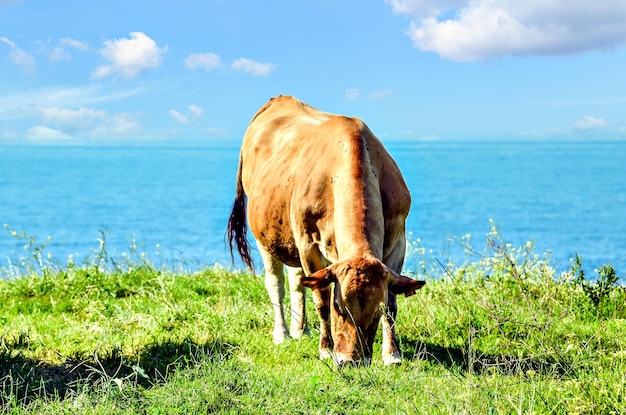 Gezicht op een koe die graast op de achtergrond van de zee in Asturië.