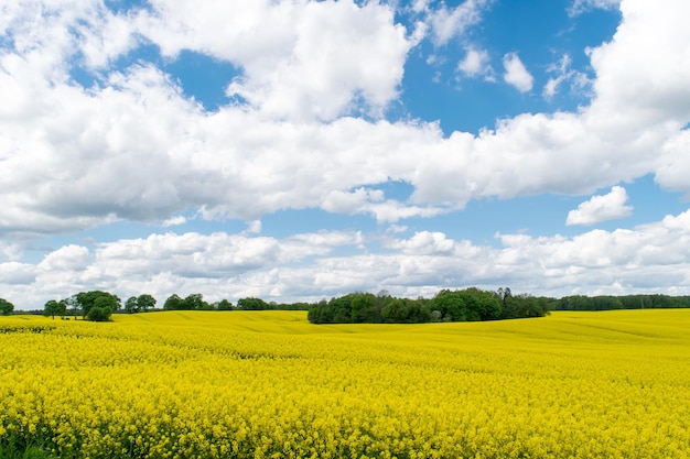 Gezicht op een veld geel koolzaad tegen een blauwe lucht met witte wolken