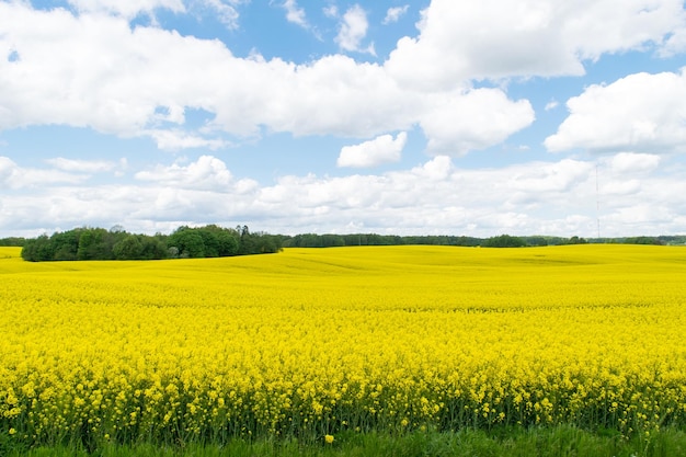 Gezicht op een veld geel koolzaad tegen een blauwe lucht met witte wolken