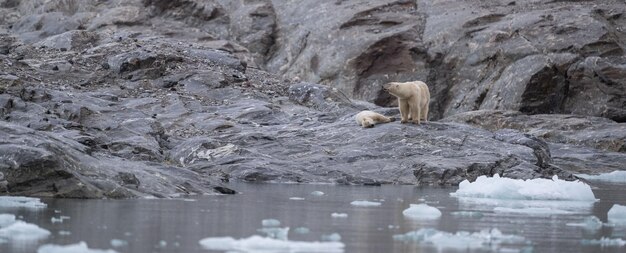 Foto gezicht op ijsberen op een rotsachtige kust tegen smeltend ijs op spitsbergen