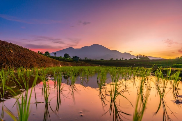 Gezicht op Indonesië in de ochtend weerspiegeling van een prachtig uitzicht op rijstvelden bij zonsopgang