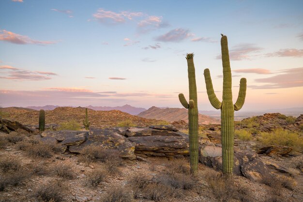 Gezicht op Phoenix met Saguaro-cactus