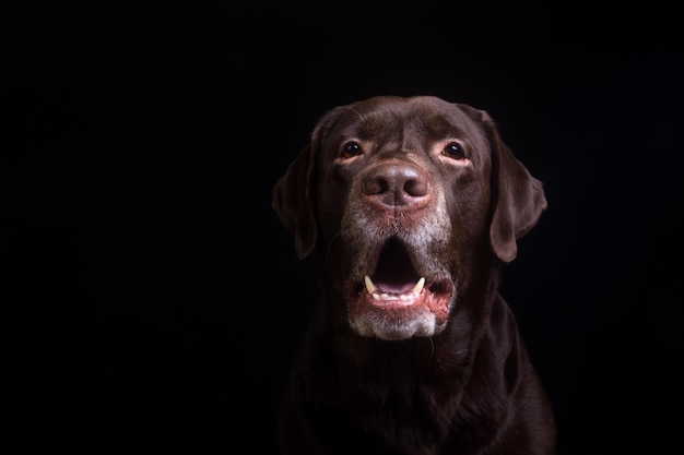 Gezicht portret van bruine chocolade labrador retriever hond geïsoleerd op zwarte achtergrond Hond gezicht close-up