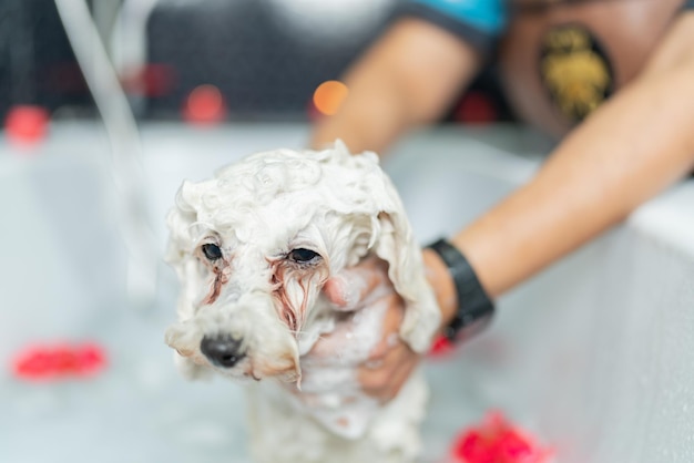 Foto gezicht van een kleine hond die wordt gewassen in een bad in een dierensalon