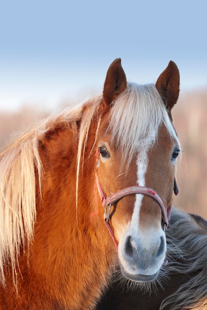 Gezicht van een paard met een harnas dat er nieuwsgierig uitziet in een grazende weideboerderij op het platteland Portret hoofd van een binnenlandse huisdier kastanje hengst of merrie Harig bruin en wit dier gefokt voor paardensport