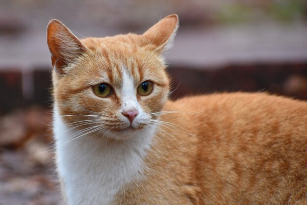 gezicht van een strikte rode kat.