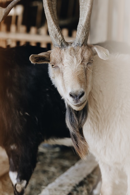 Gezicht van een witte geit op een boerderij, met hoorns, in een houten kraam